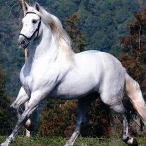 Meet your Posher, Marco antonio